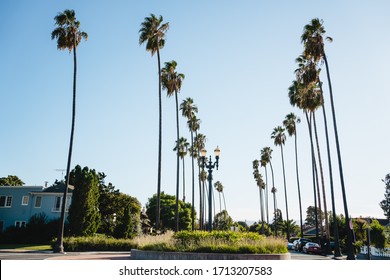 Palm Trees In A Neighborhood In Northern California During The Spring Time