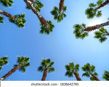 Palm Trees In The Olympic Park Of Sochi.