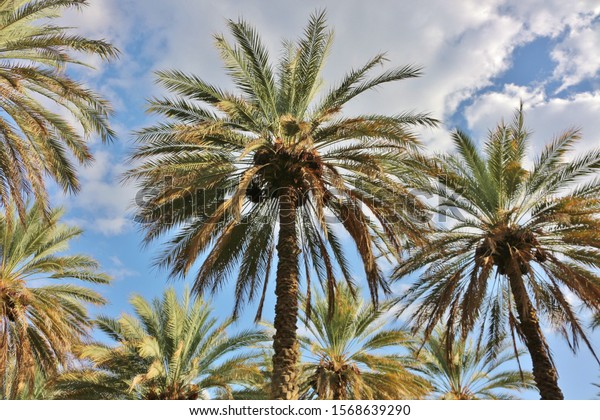 Palm Trees Oman Near Birkat Al Stock Photo (Edit Now) 1568639290