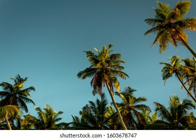 Palm Trees On Alphonse Atoll