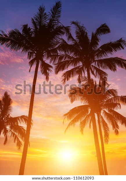 美しい夕日の背景にヤシの木 の写真素材 今すぐ編集