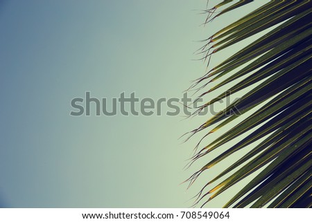 Similar – Image, Stock Photo natural phalanx Cactus