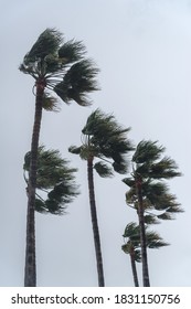 Palmen auf bewölktem Himmel mit starkem Sturm