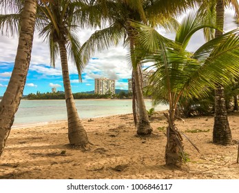 Palm Trees on the Beach