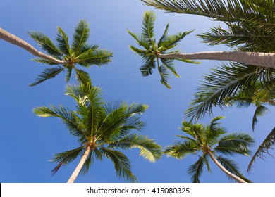 Palm Trees On The Beach From Below