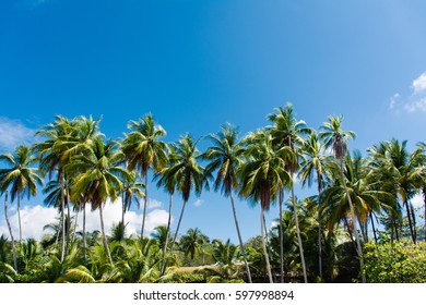 Palm Trees On The Beach In Costa Ric