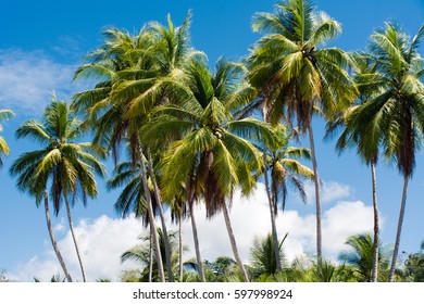 Palm Trees On The Beach In Costa Ric