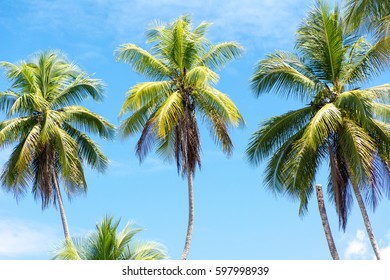 Palm Trees On The Beach In Costa Ric