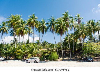 Palm Trees On The Beach In Costa Ric