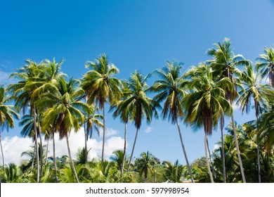 Palm Trees On The Beach In Costa Ric