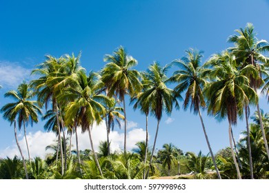 Palm Trees On The Beach In Costa Ric