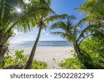 Palm trees on the beach, Guam, US Territory