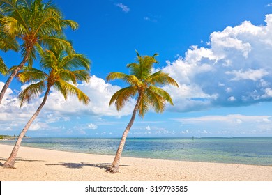 Palm trees on the Beach in Key West with blue sky and ocean water in the background. Famous travel destination in South Florida