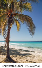 Palm trees on the beach in Latin America. Vacation in Cuba.
 beach between the palm trees. 