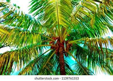 Palm trees on the beach near the ocean in Costa Maya, Mexico