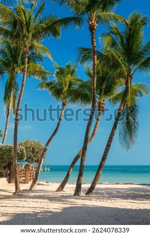 Palm trees on the beach, scenic landscape in Key West, Florida