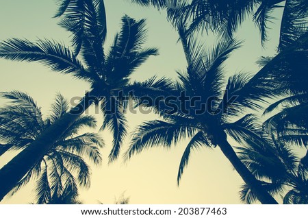 Palm trees on the beautiful sunset background.
