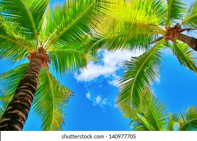 Palm Trees On Blue Sky And White Clouds On Cozumel In Mexico, Perspective Looking Up