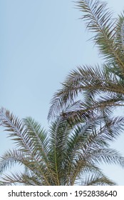 palm trees on blue sky and white clouds - Shutterstock ID 1952838640