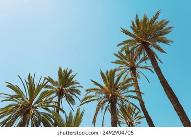 Palm trees on the blue sky background - Powered by Shutterstock