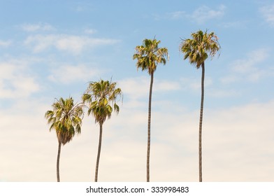 Palm trees on blue sky background, vintage look style