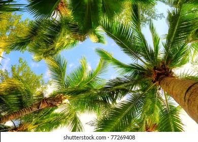 Palm Trees On Blue Sky And White Clouds