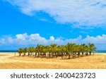 Palm trees on Boa Vista beach, in Cape Verde Africa facing the Atlantic ocean