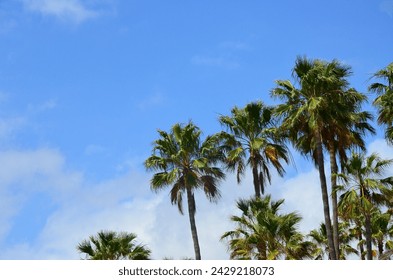 Palm trees on coast of Tenerife island with Costa Adeje seaside town in background, Canary Islands, Spain - Powered by Shutterstock