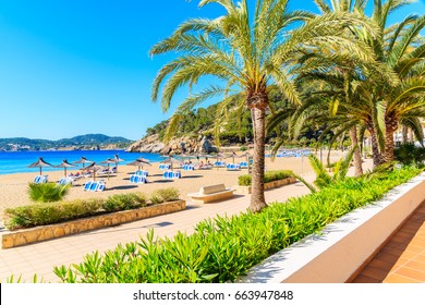 Palm Trees On Coastal Promenade Along Sandy Beach In Cala San Vicente Bay On Sunny Summer Day, Ibiza Island, Spain