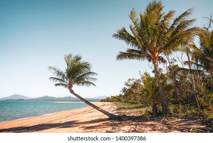 Palm Trees On Dunk Island