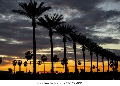 Palm Trees On Gene Autry Way At Dusk In The City Of Anaheim, CA.