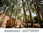 Palm trees on the Heritage Trail in Alula Oasis, Alula, Kingdom of Saudi Arabia