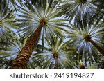 Palm trees on the Heritage Trail in Alula Oasis, Alula, Kingdom of Saudi Arabia