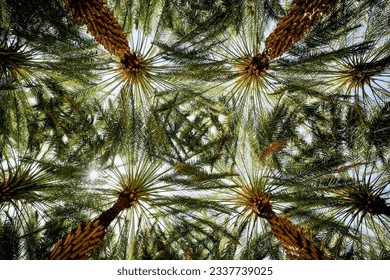 Palm trees on the Heritage Trail in Alula Oasis, Alula, Kingdom of Saudi Arabia - Shutterstock ID 2337739025