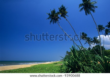 Palm trees on Kalutara  beach, Sri Lanka