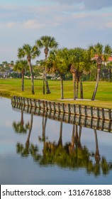 Palm Trees On Lake Vedra. Ponte Vedra Beach, Florida