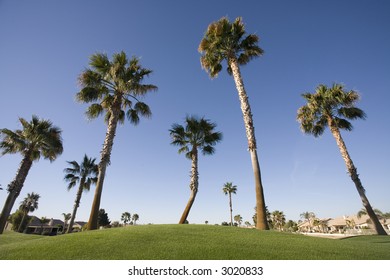 Palm Trees On Luxury Golf Course Phoenix Arizona