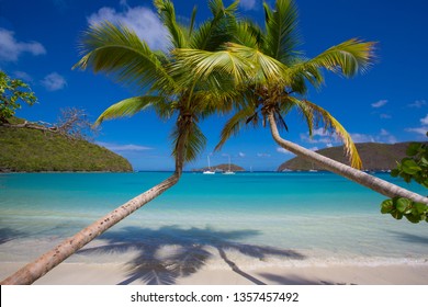 Palm Trees On Maho Bay Beach On The Caribbean Island Of St John In The US Virgin Islands