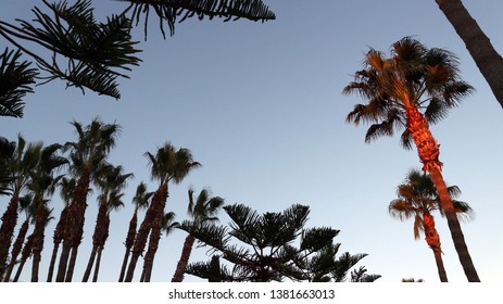              Palm trees on promenade with last rays of sun                  