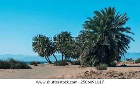 Palmen am Meer vor der Kulisse der Berge in Ägypten Dahab Süd-Sinai