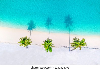 Palm Trees On The Sandy Beach And Turquoise Ocean From Above