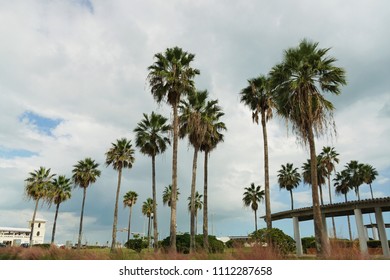 Palm Trees On Shoreline Drive Of Corpus Christi, Texas,  Marina