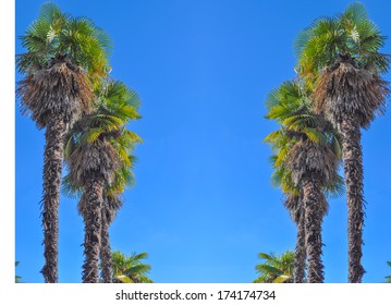 Palm Trees On The Sunset Boulevard, Los Angeles California