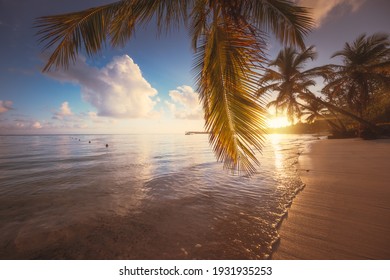 Palm trees on the tropical beach, Dominican Republic