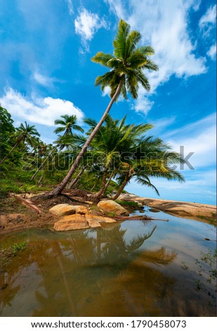 Palm trees on a wild and inaccessible beach in Thailand. Palm trees bent over the water. Palm trees on the seashore. Sandy beach in the tropics. Beautiful tropical landscape. Super highres photos.