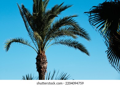 Palm Trees On The Wind Against A Blue Sky On The Summer Beach, Coconut Tree, Tropical Plant, Exotic Green Palms On The Island On A Sunny Day.