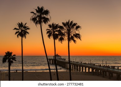 Palm Trees Over The Manhattan Beach And Pier On Sunset In Southern California In Los Angeles.