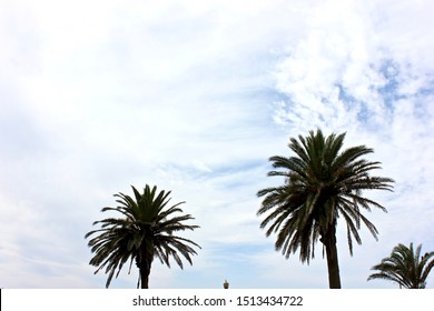 Palm trees with overcast background sky