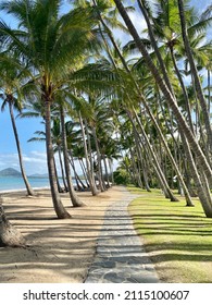 Palm Trees Palms Beach Australia