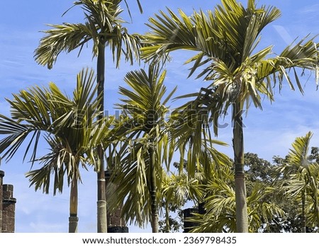 palm trees in the park.